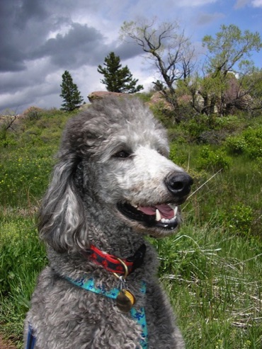Denver Dog Training star pupil Apache