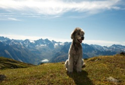 Denver Dog Training poodle off leash mountains