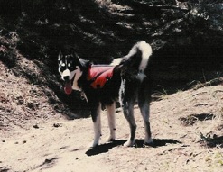 Denver Dog Training husky off leash mountains
