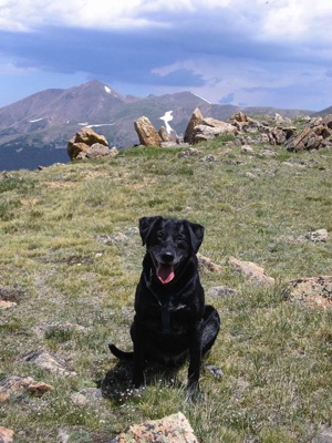 Denver Dog Training dog off leash mountains