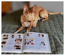 Dog Training Denver dog reading book