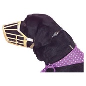 Dog Training Denver Muzzle