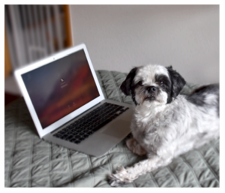 Denver Dog Training dog using computer